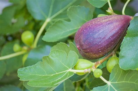 無花果 寓意|イチジク（無花果）の花言葉｜種類、花の特徴、名前 